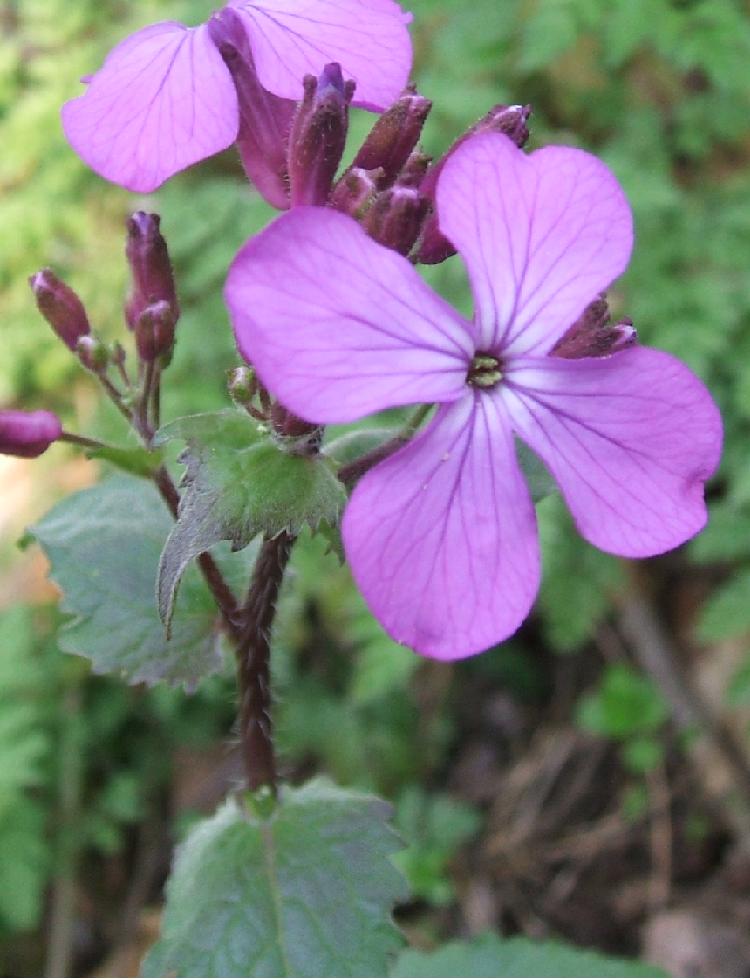 Lunaria annua / Lunaria meridionale